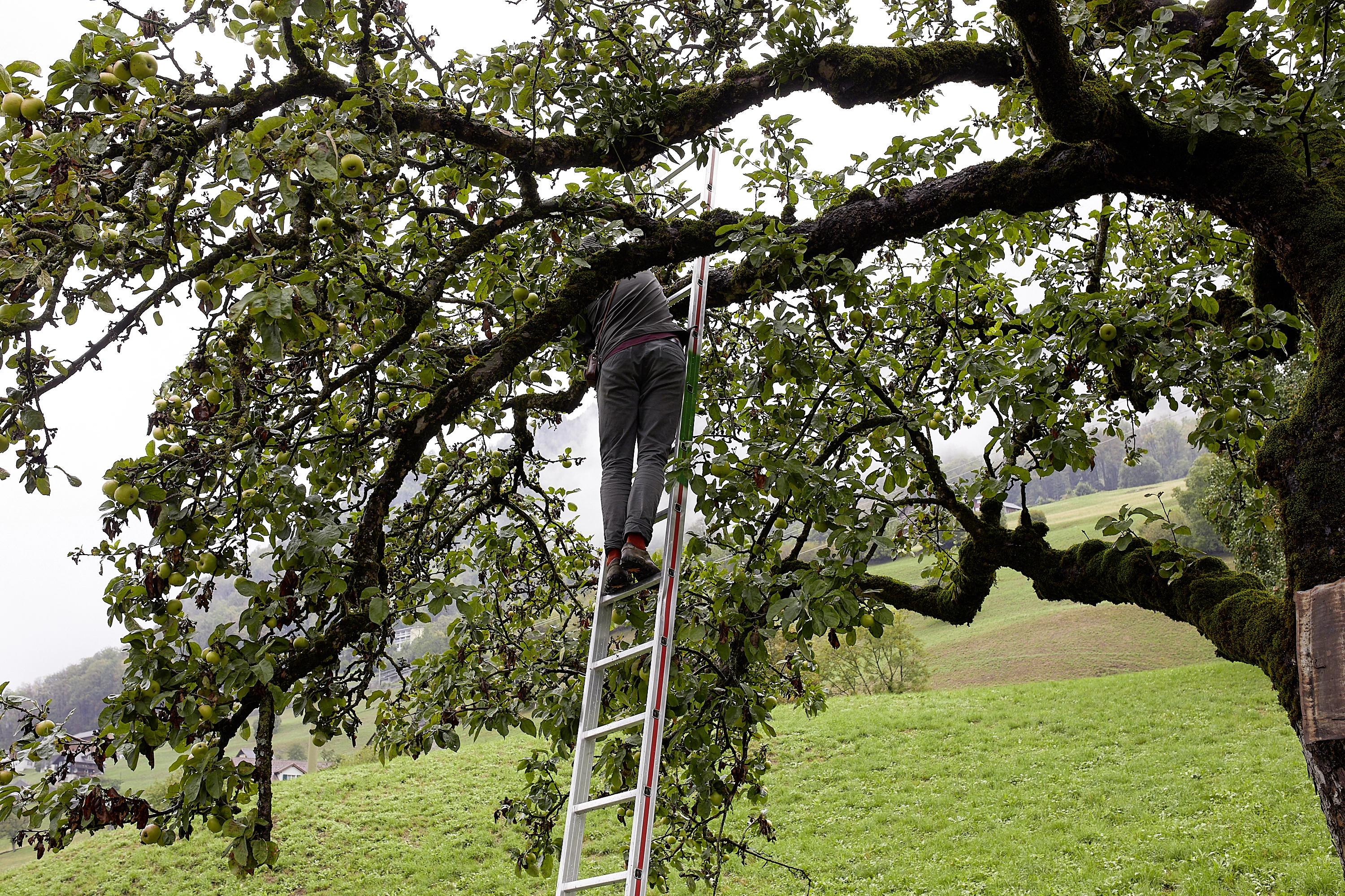 Bill Burns – The Salt, the Donkey, the Apple, 2018 – Foto: David Aebi