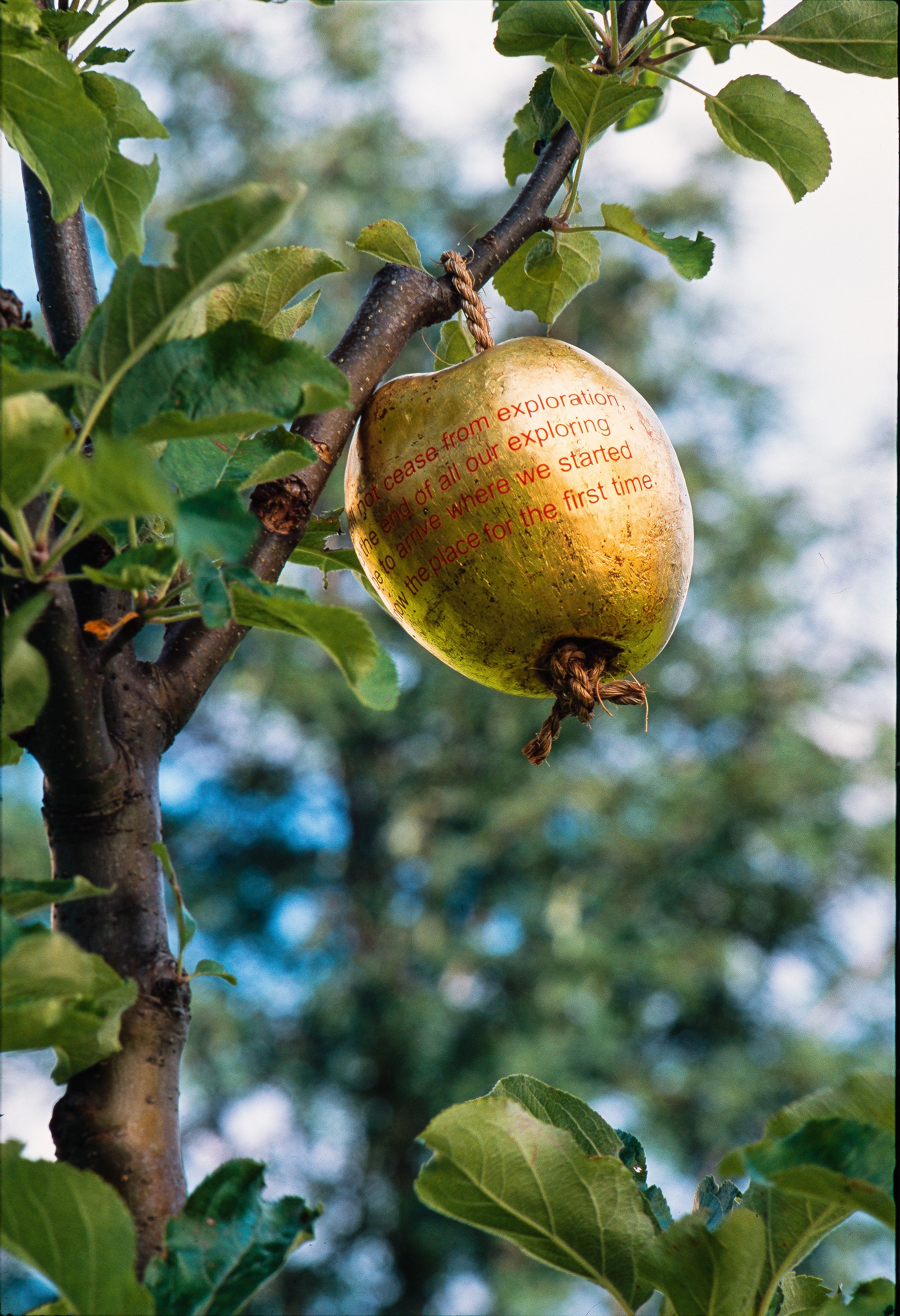 Anya Gallaccio – Have, 2001 – Foto: Michael Fontana
