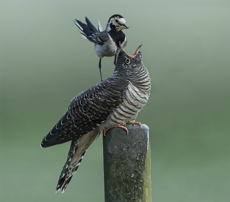 Foto: Werner Oppermann (naturfotografen-forum.de) 