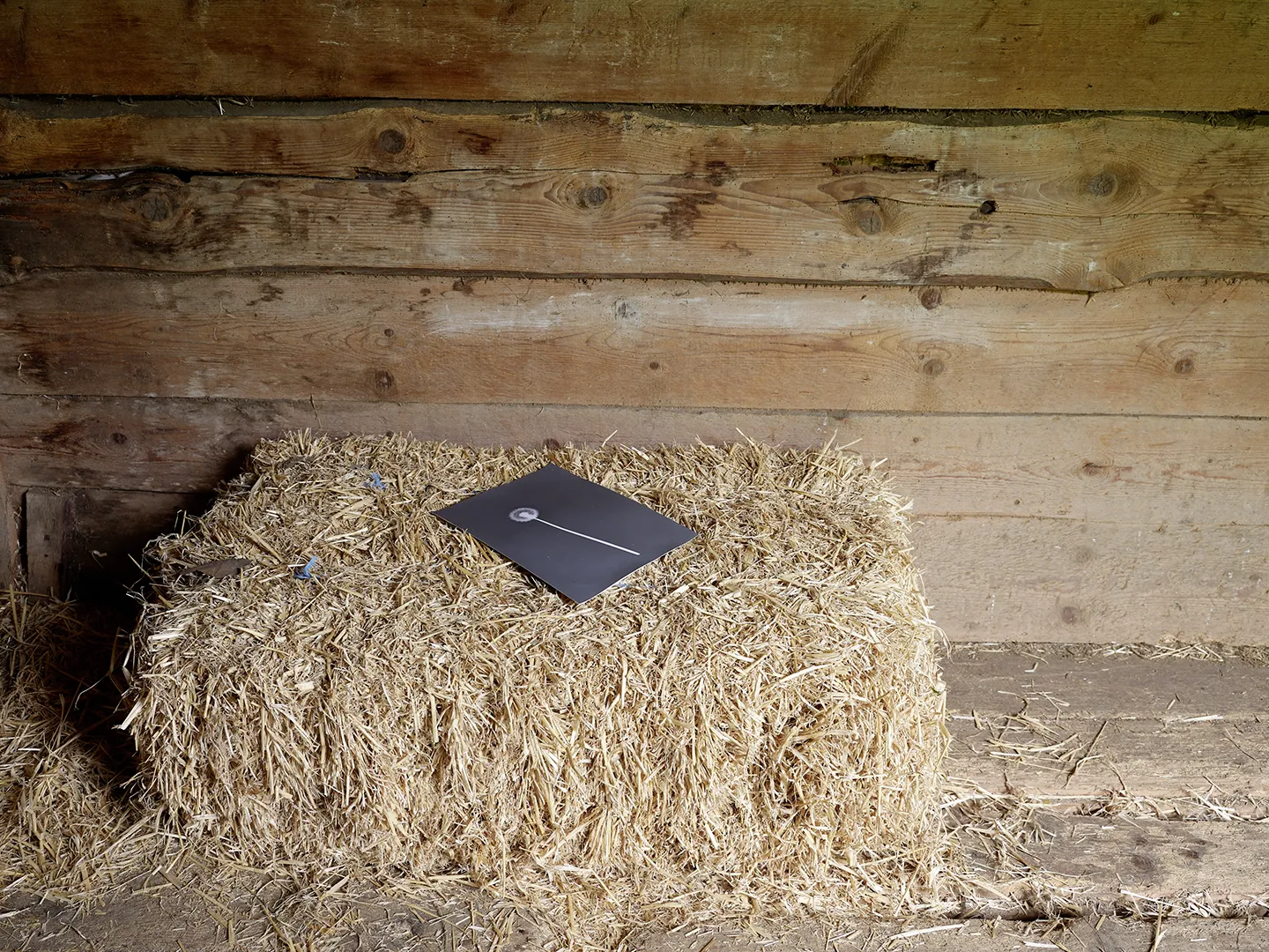 Jochen Lempert – Jochen Lempert – Photographien, 2020 – Foto: David Aebi